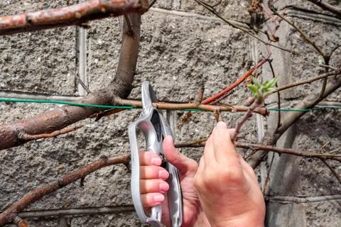 Work with secateurs in the garden. Pruning apple trees in spring Stock Photos