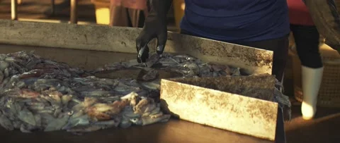 Work on sorting and selling fish on the pier. Video stock 232973923