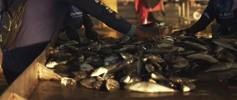 Work on sorting and selling fish on the pier. Video stock 232973942