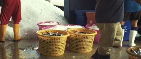 Work on sorting and selling fish on the pier. Video stock 232974307