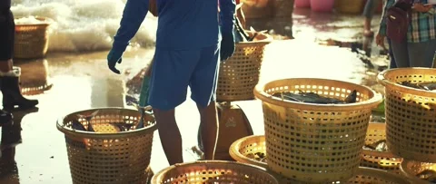 Work on sorting and selling fish on the pier. Video stock 232974352