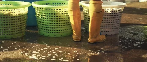 Work on sorting and selling fish on the pier. Video stock 232975419