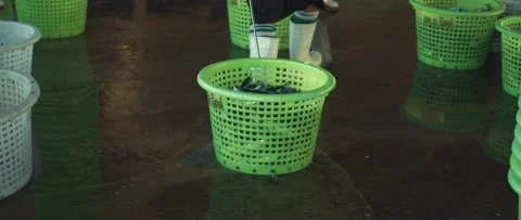 Work on sorting and selling fish on the pier. Stock Footage 232975437