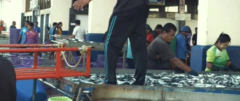 Work on sorting and selling fish on the pier. Stock Footage 232975458