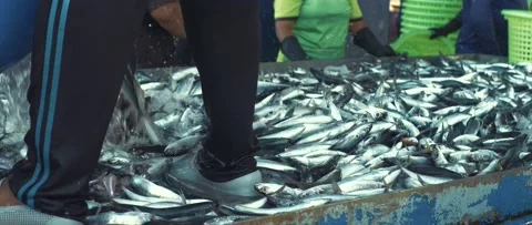 Work on sorting and selling fish on the pier. Stock Footage 232975558