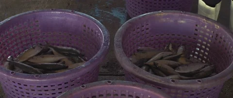 Work on sorting and selling fish on the pier. Stock Footage 232975782