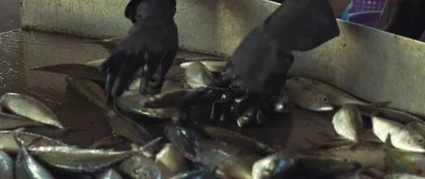 Work on sorting and selling fish on the pier. Stock Footage 232975893