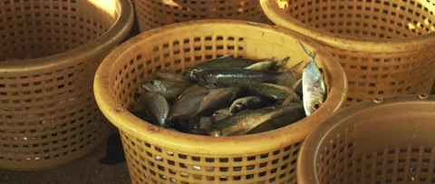 Work on sorting and selling fish on the pier. Stock Footage 232976228