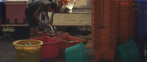 Work on sorting and selling fish on the pier. Stock Footage 232976230