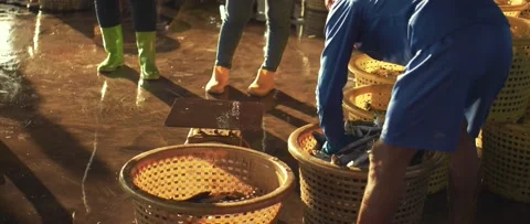 Work on sorting and selling fish on the pier. Stock Footage 232976324