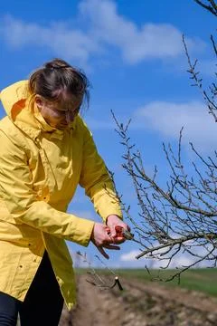 Work in spring in the garden with fruit trees, formative tree pruning. Fotos de archivo