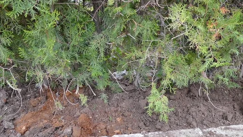 To work in the spring of the land, to dig with waist, gardening jobs, Vídeos de archivo 88582841