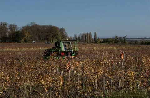 Work taking place in the vineyard after the harvest as the Autumn arrives Stock Photos