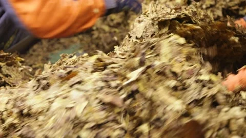 Work with tobacco raw materials Stock Footage 169450983