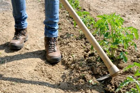 Work in a tomatoes cultivation Foto stock