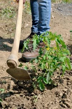 Work in a tomatoes cultivation Stock Photos