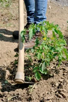Work in a tomatoes cultivation Stock Photos