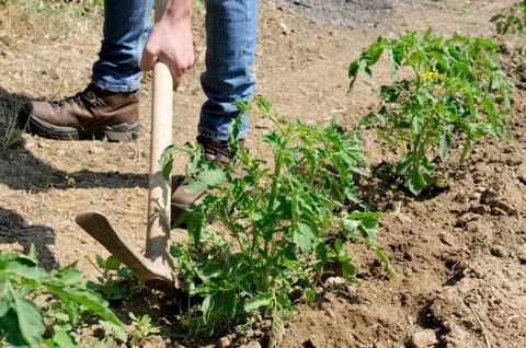 Work in a tomatoes cultivation Stock-Fotos