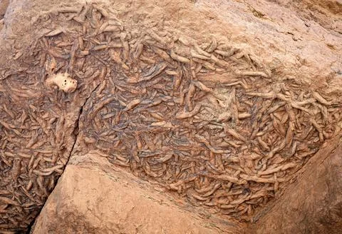 Work trace fossils Foto stock