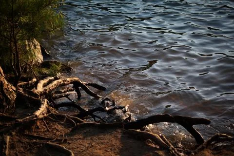 Work tree roots on lakeside Stock Photos