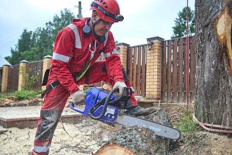 The work of a tree surgeon. Stock Photos