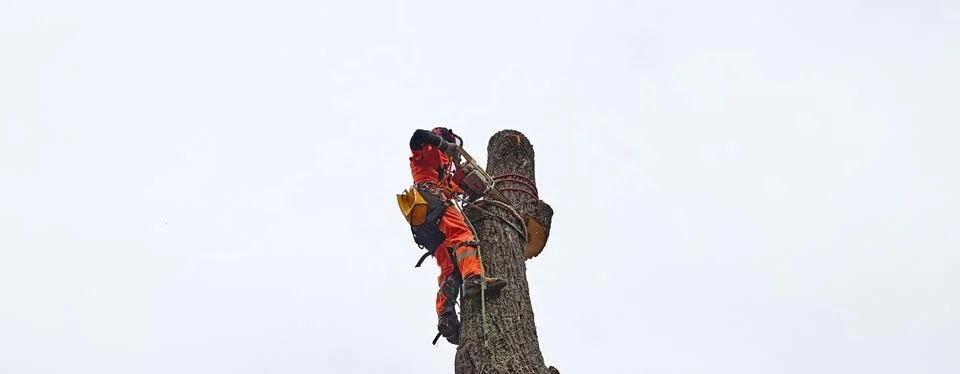 The work of a tree surgeon. Stock Photos