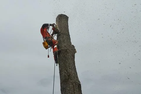 The work of a tree surgeon. Stock Photos