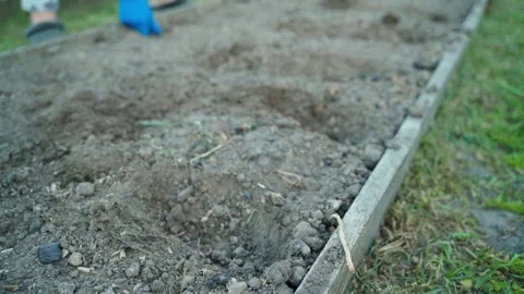 Work on the vegetable garden bed in the background. The bed is prepared for Stock Footage 310599417