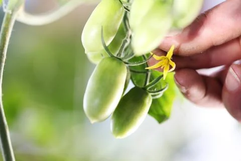 Work in vegetable garden hand touch flower of fresh green unripe tomatoes che Stock-Fotos