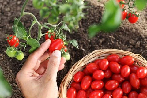 Work in vegetable garden hands picking fresh red tomatoes cherry from the pla Stock Photos