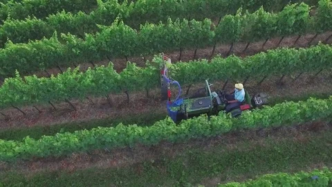 Work in the vineyard cultivation Stock Footage 72786886