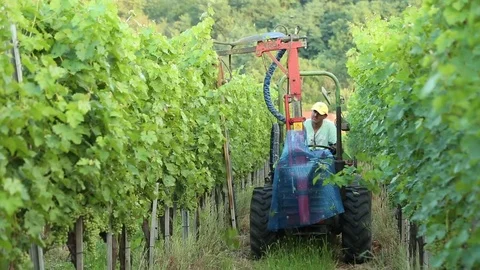 Work in the vineyard cultivation Stock Footage 72787014
