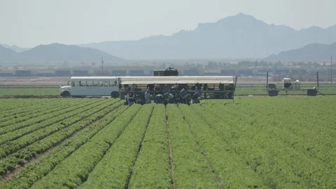 Work Visa and Day Labor on American Farm Stock Footage 95614515