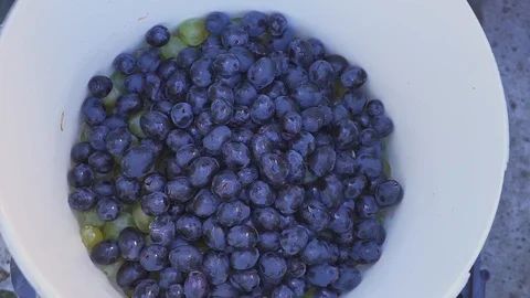 The work of the winemaker. Home wine. Cupping the grapes with your hands Video stock 96313496
