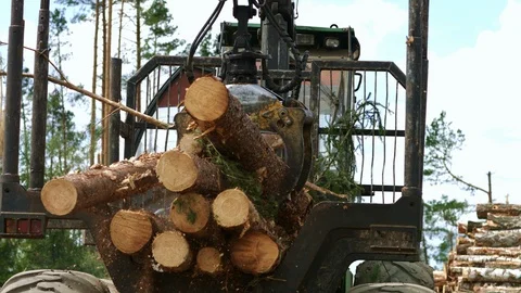Work at wood processing factory. Pine tree log felled by logging timber industry Stock Footage 107257096