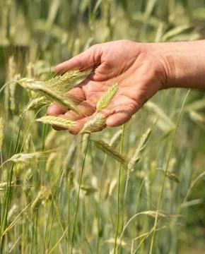 Work-worn hand of the farmer Stock Photos