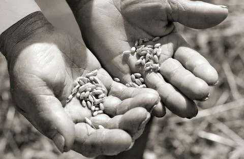 Work-worn hands holding a cereal grain of the original black and white photog Stock Photos