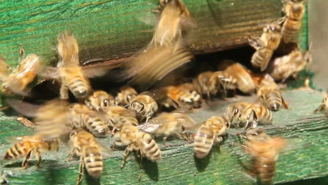 Worked bees Stock-Footage 120006861