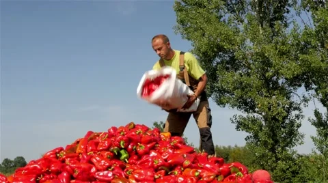 Worker adds sack with peppers to another worker who spilling in tractor trailer. Video stock 55021860