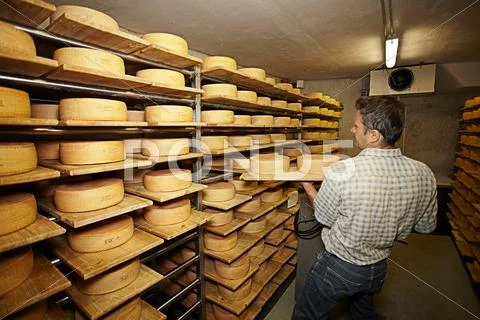 Worker Aging Wheels Of Cheese