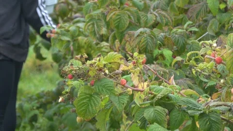 Worker Among Raspberry Plants During Autumn Harvest Stock Footage 345647341