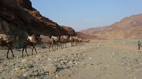 Worker And Camels Carovan In The Salt Lake Depression, Danakil, Ethiopia Stock Footage 158699614