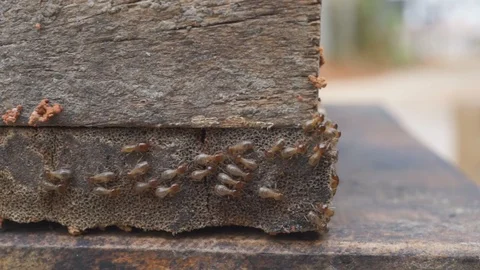 Worker and nasute termites on decomposing wood 스톡 동영상 86246234