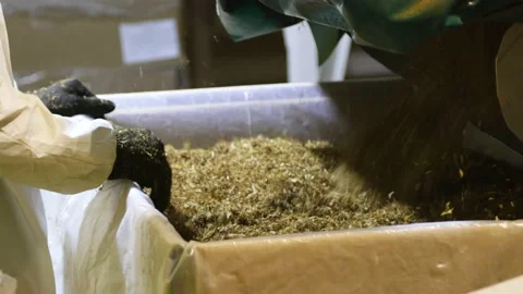 Worker and small tobacco Stock Footage 169451320