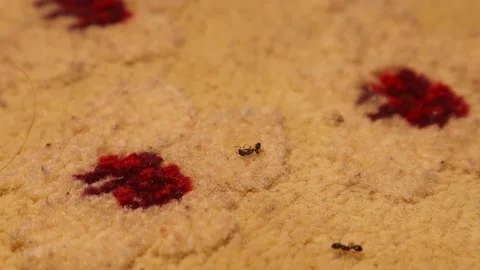 Worker ant carries a dead ant. Pavement Ants. Insects inside the house. bugs 스톡 동영상 237602610