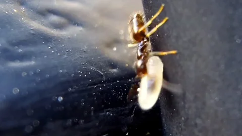 Worker Ant Carrying Eggs Macro Close Up Colony Behavior Video stock 118702221