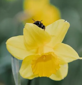 Worker Ant Crawling on White Daffodil Petals Close-Up Stock Photos