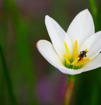 Worker Ant Crawling on White Daffodil Petals Close-Up Stock Photos