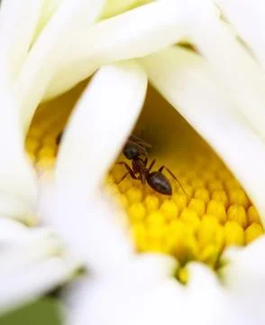 Worker Ant Crawling on White Daffodil Petals Close-Up Stock Photos