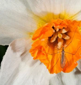 Worker Ant Crawling on White Daffodil Petals Close-Up Stock Photos